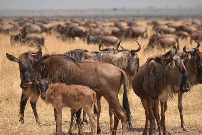 4 Days Lodges Serengeti, Ngorongoro Crater & Visiting Maasai - The smart pairing: Ngorongoro crater views and Serengeti endless plains