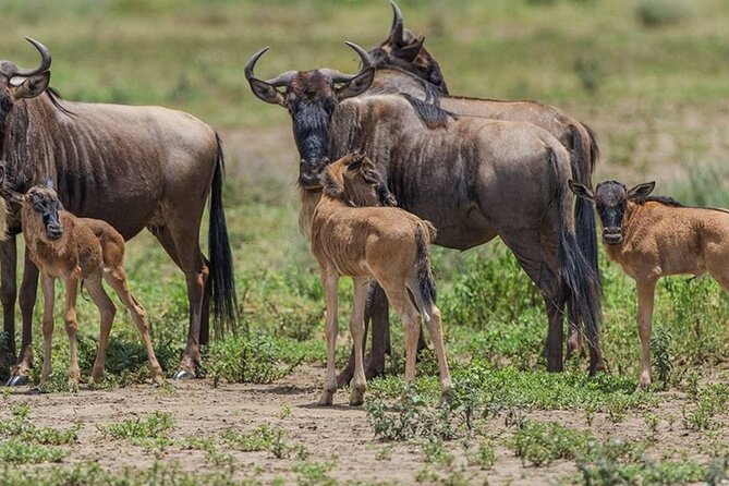 4 Days Lodges Serengeti, Ngorongoro Crater & Visiting Maasai - Day 4: Half-day Serengeti finale, then back to Moshi or Arusha