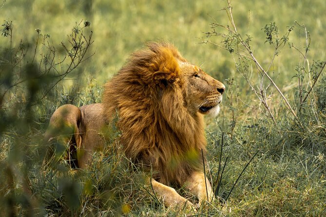 4 Days Lodges Serengeti, Ngorongoro Crater & Visiting Maasai - Guides and vehicles: why the small-group size matters