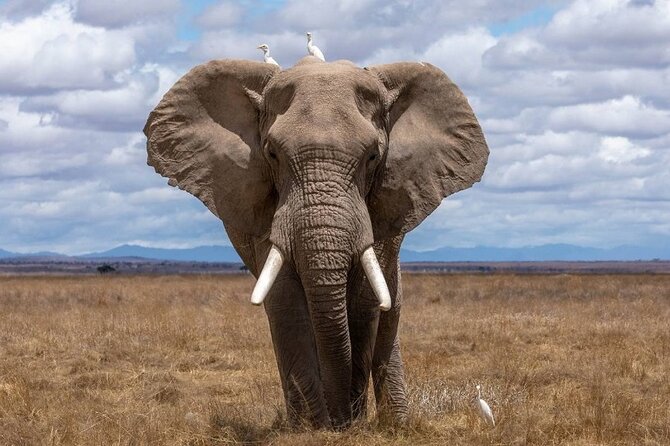 4 Days Lodges Serengeti, Ngorongoro Crater & Visiting Maasai - Price and value: is $1,500 per person a good deal?