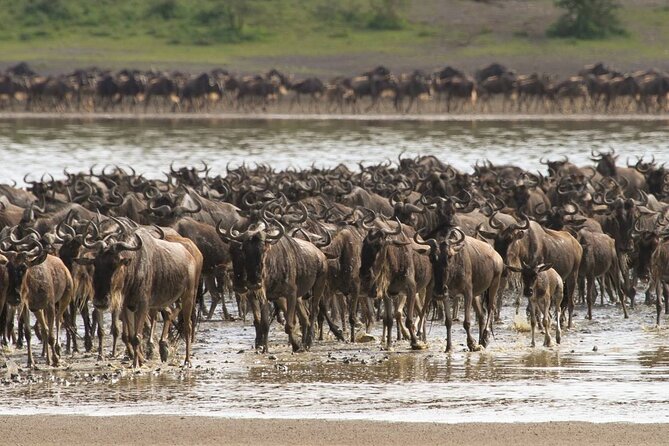 4 Days Lodges Serengeti, Ngorongoro Crater & Visiting Maasai - Day 3: Full-day Serengeti game viewing with a picnic lunch