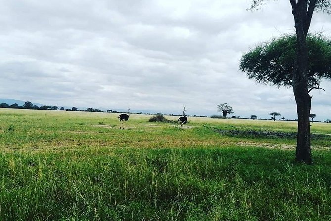 4 Days Luxury Lodge Safari Tour Tanzania - Day 1: Arusha Village Start, Then Tarangire Elephant Herd Time