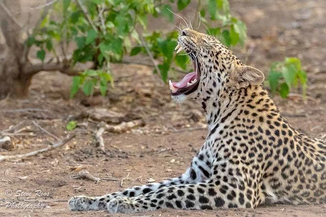 4 Days Luxury Lodge Safari Tour Tanzania - Day 3: A Chilly 6:00 am Serengeti Push, Then Ngorongoro Conservation Area