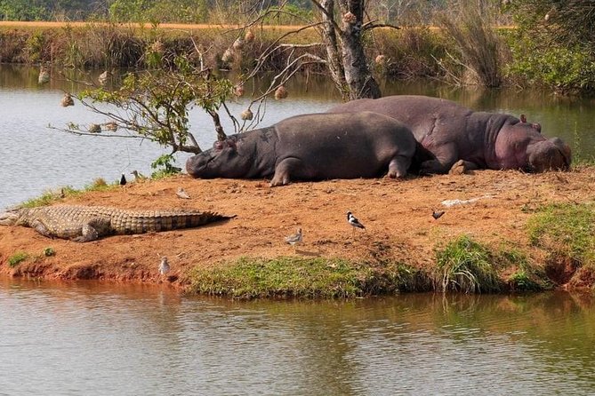 4 Days Luxury Lodge Safari Tour Tanzania - Guides Matter, and the Names That Show Up Are Promising