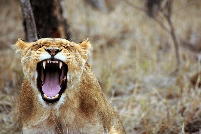 4 Days Luxury Lodge Safari Tour Tanzania - Who This Safari Fits Best (And Who Might Find It Too Much)