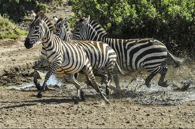 4 Days Luxury Lodge Safari Tour Tanzania - Should You Book This 4-Day Luxury Lodge Safari?