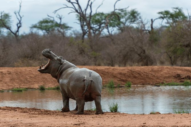 4 Days Luxury Lodge Safari Tour Tanzania - Day 4: Ngorongoro Crater Descent 650 Meters for a Half-Day Drive