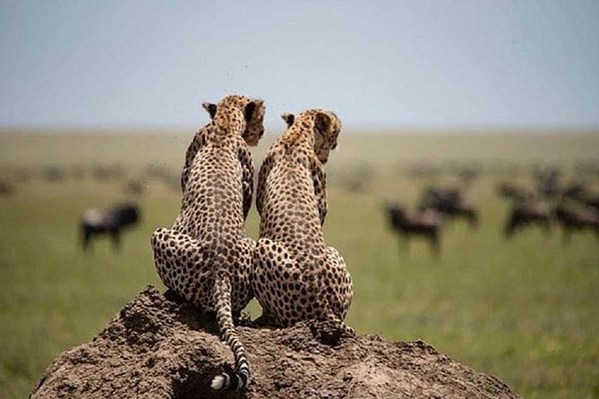 4 days luxury safari (a dream experience) - Why this 4-day plan feels efficient, even though it is still a big adventure