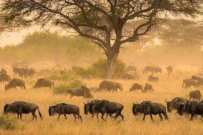 4 days luxury safari (a dream experience) - Day 3: Serengeti to Ngorongoro rim, then Maasai village culture at the crater doorstep