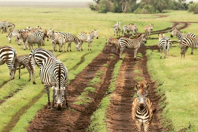 4 days luxury safari (a dream experience) - Day 4: Ngorongoro descent for black rhinos, then crater game drive and the ride back to Arusha