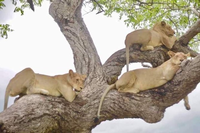 4 Days Mikumi & Udzungwa National Parks Safari - Price and value: what $1,200 buys you here