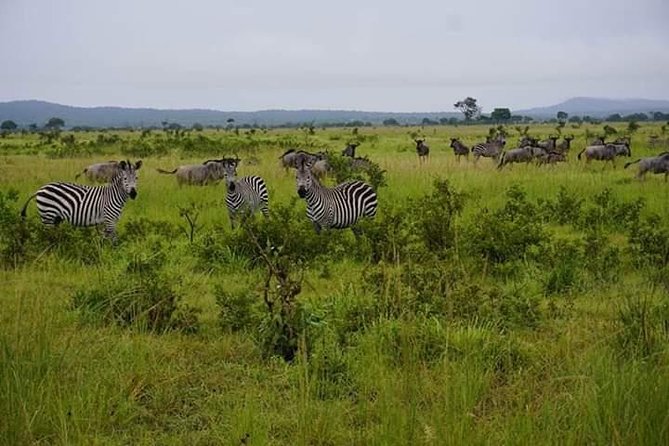 4 Days Mikumi & Udzungwa National Parks Safari - Should you book the 4 Days Mikumi and Udzungwa Safari with Silver Sky Travel?