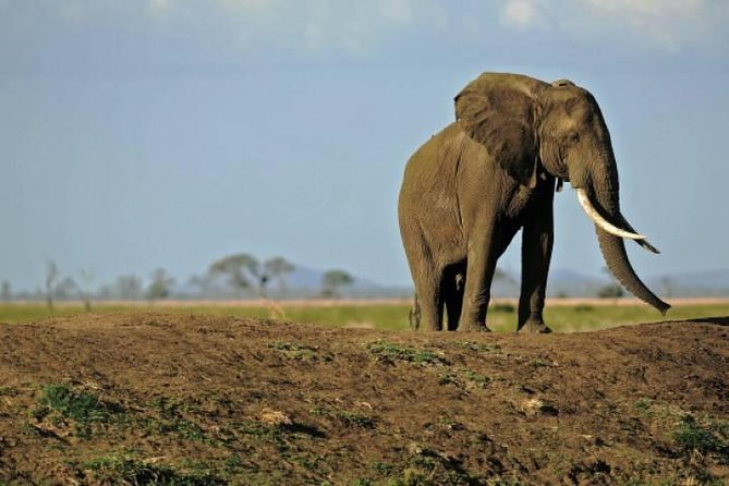 4 Days Mikumi & Udzungwa National Parks Safari - Game drive strategy in Mikumi: maximizing sightings without burnout
