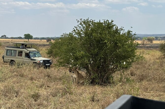 4 Days Private Arusha National Park, Serengeti, Ngorongoro Tour - Logistics that matter: private pace, early starts, and weather reality