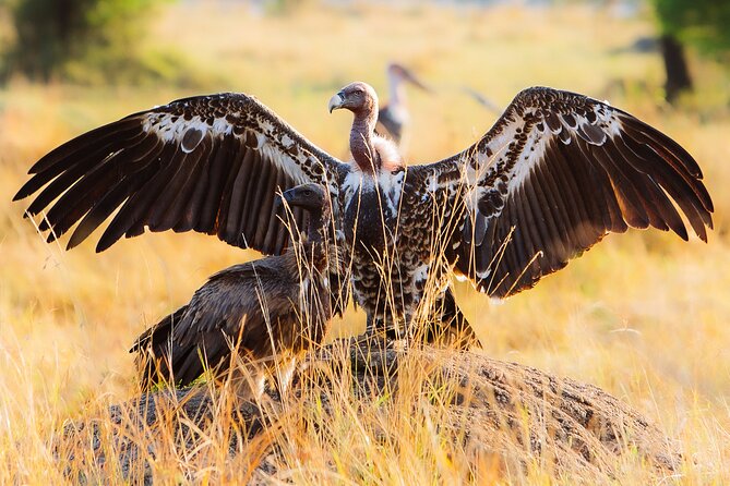 4 Days Private Arusha National Park, Serengeti, Ngorongoro Tour - The guide and planning factor: what makes this tour feel smooth