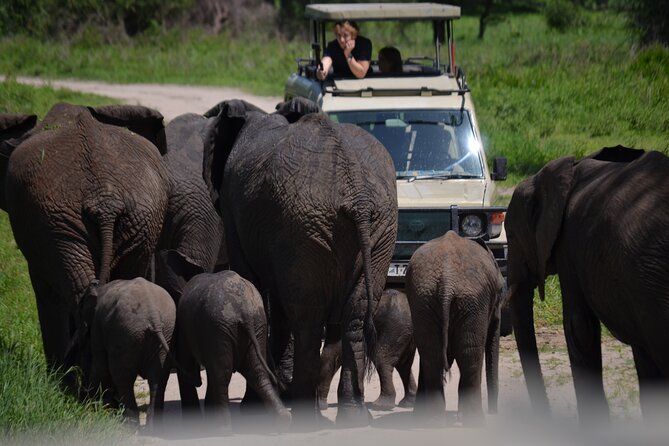 4 Days Private Midrange Lodge Safari to Serengeti & Ngorongoro - Tarangire National Park, the “land of giants” with two game drives