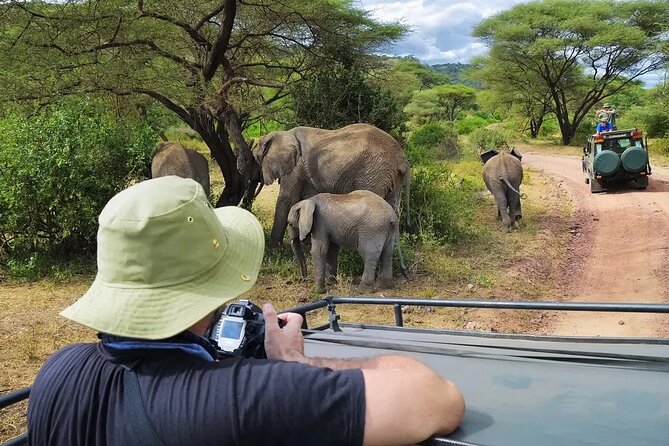 4-Days Private Midrange, Tarangire Ngorongoro, Manyara & Materuni - Day 3 in Tarangire: baobabs, elephants, and the big-animal game drive feel