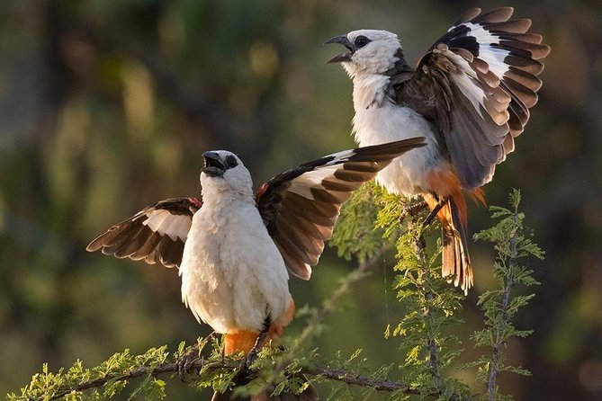 4 Days Private Migration Midrange Safari - Key things to know before you go