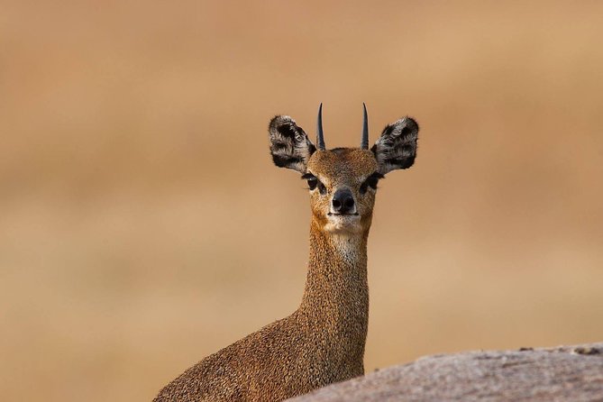 4 Days Private Migration Midrange Safari - Serengeti Migration in 4 Days: why this route makes sense
