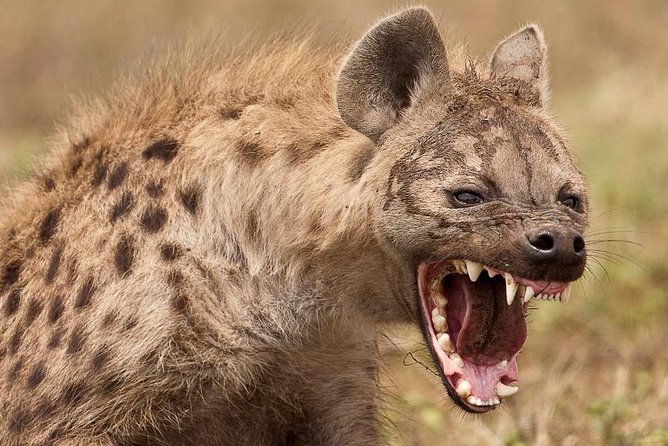 4 Days Private Migration Midrange Safari - Day 4: back toward Arusha with one last Central Serengeti chance