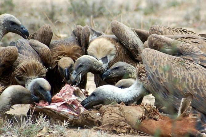 4 Days Private Migration Midrange Safari - Price and value: what $2,500 per person really covers