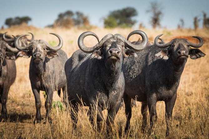 4 days Private Safari Tour Tanzania - Arusha 7:00 am start, pickup included, and what private really changes