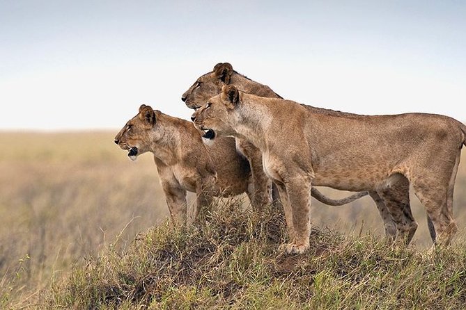 4 days Private Safari Tour Tanzania - Olduvai Gorge on Day 3: human evolution, then Ngorongoro Rhino Lodge night