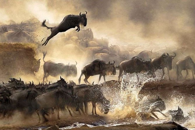 4 days Private Safari Tour Tanzania - Ngorongoro Conservation Area Day 4: over 600 meters down to predators and Lake Magadi
