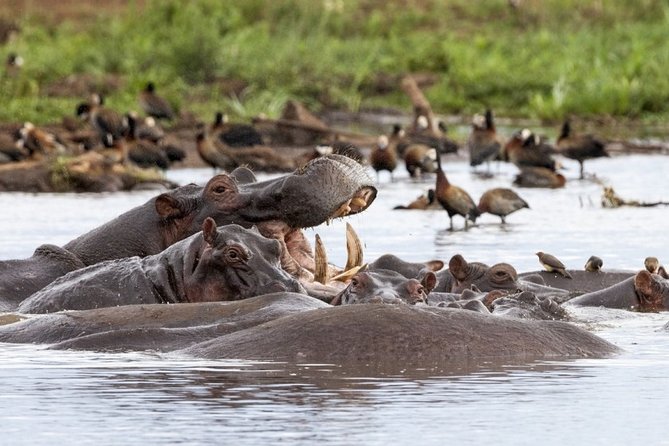 4 days Private Safari Tour Tanzania - Tarangire National Park full day: giraffe, buffalo, zebra, and Rift Wall scenery