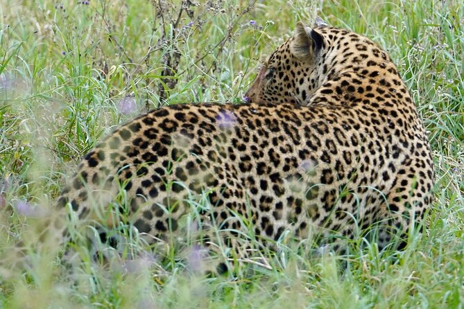 4 Days Private Tour Tarangire Crater and Serengeti - Key highlights to know before you go