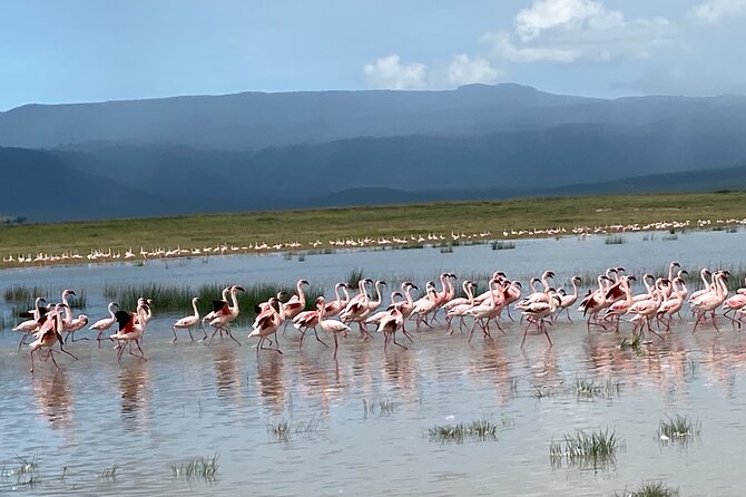 4 Days Private Tour Tarangire Crater and Serengeti - Tarangire National Park: baobabs, elephants, and a picnic lunch in the bush