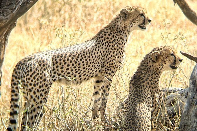 4 days safari - Day 1 Tarangire National Park: elephants, baobabs, and a river that never quits