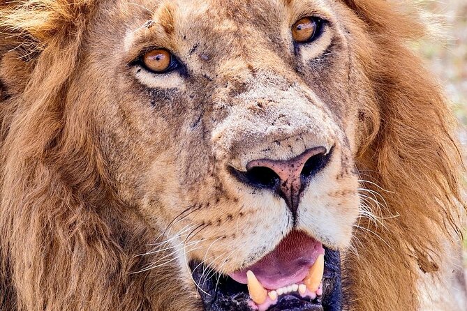 4 days safari - Food and camp life: where this safari earns repeat praise