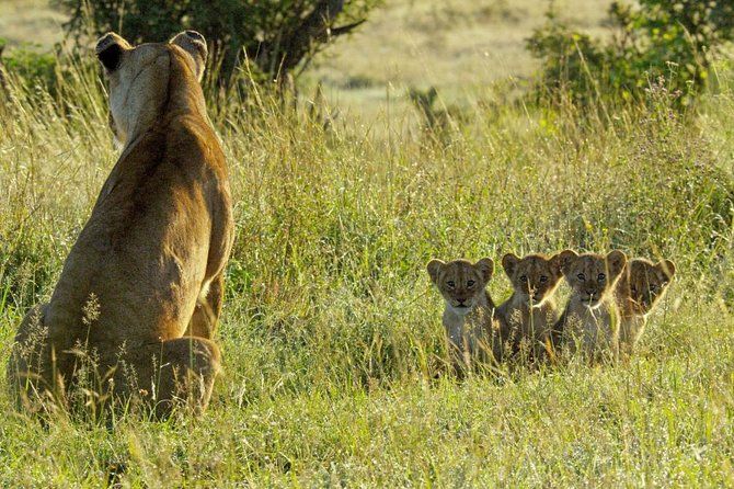 4 days safari in Tanzania - Ngorongoro Conservation Area plus Olduvai Gorge: animals and human origins in one day