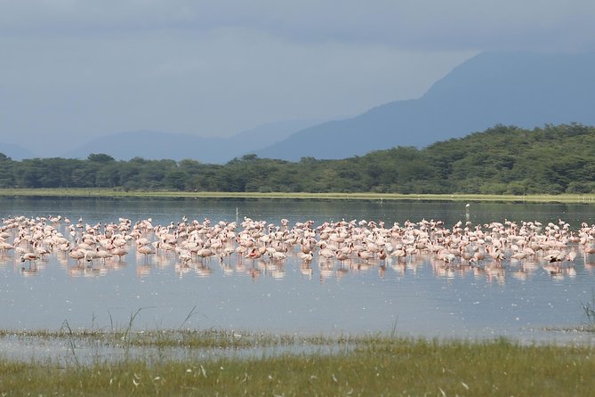 4 days safari in Tanzania - Price and value: $1,700 buys less stress than you might expect