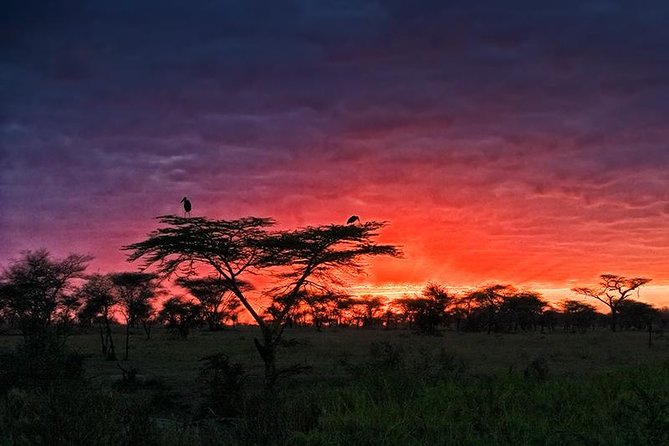 4 days Safari Lake Manyara, Ngorongoro crater and Serengeti - Serengeti half day: where the smaller details add up