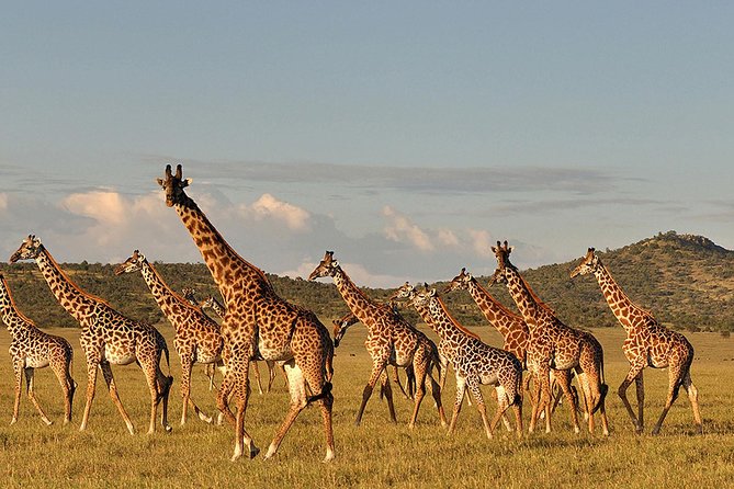 4 days Safari Lake Manyara, Ngorongoro crater and Serengeti - Who this safari suits best, and who might want a different fit