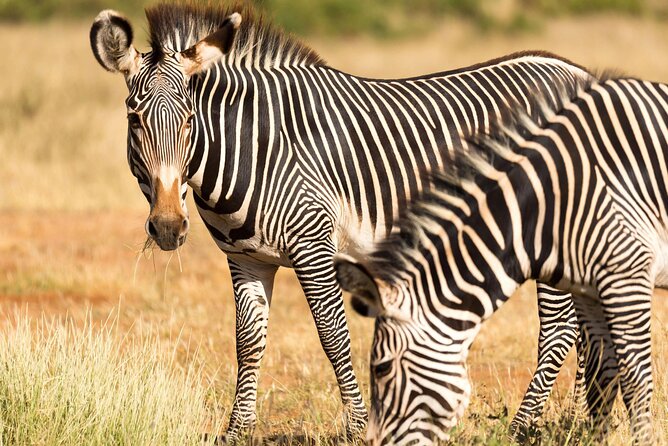 4 Days Safari to Tarangire, Serengeti and Ngorongoro - Day 1 Lake Manyara: acacia shade, baboons, hippos, and Rift Valley views