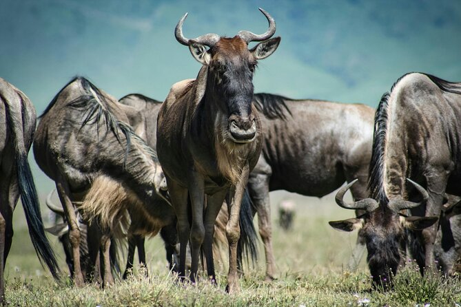 4 Days Safari Tour at Tarangire, Serengeti and Ngorongoro Crater - The Big Picture: What This 4-Day Safari Is Really Like