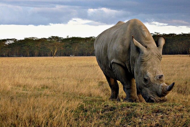 4 Days Safari Tour at Tarangire, Serengeti and Ngorongoro Crater - Day 2 Serengeti: Afternoon Drives and the Migration Question