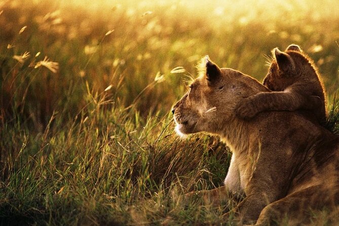 4 Days Safari Tour at Tarangire, Serengeti and Ngorongoro Crater - Day 3 Serengeti Full Day: Early Predators, Wild-Style Breakfast