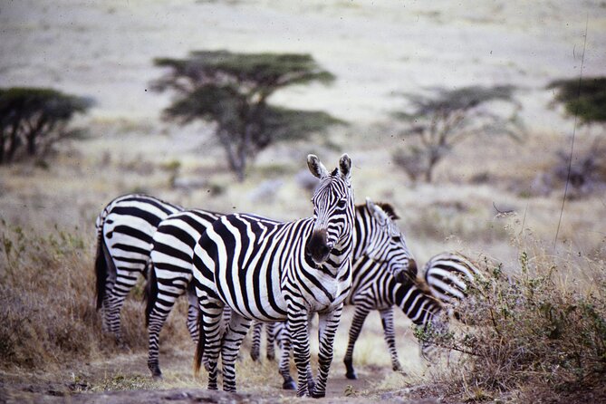4 Days Safari Tour at Tarangire, Serengeti and Ngorongoro Crater - Guides and Spotting: Why the Right Driver Makes the Difference