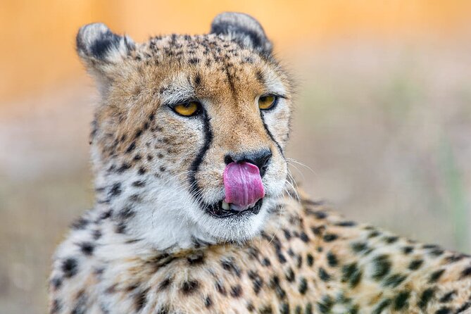 4 Days Safari Tour at Tarangire, Serengeti and Ngorongoro Crater - Day 1 in Tarangire: Elephants, Baobabs, and a Real Picnic Day