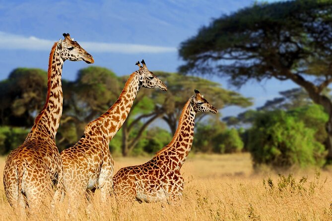 4 Days scenic Tarangire, Ngorongoro, Serengeti Group Safari - The route you’re signing up for, Tarangire to Serengeti