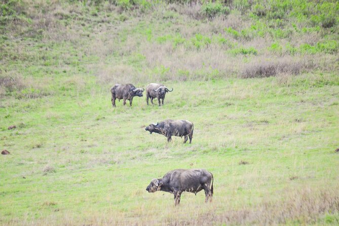 4 days serengeti & ngorongoro mid range tour - Northern Circuit in 4 Days: Why This Route Makes Sense
