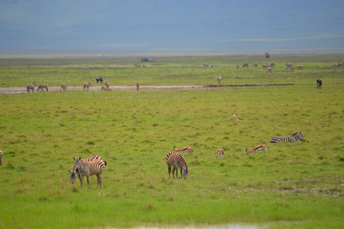 4 days serengeti & ngorongoro mid range tour - Day 3 Early Balloon Timing, Serengeti Game Drives, and the Rim Lodge Changeover