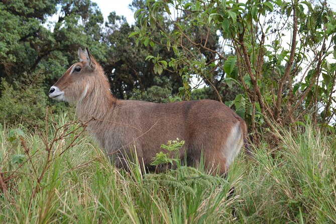 4 days serengeti & ngorongoro mid range tour - Price and Logistics: Does $4,000 Per Person Feel Worth It?