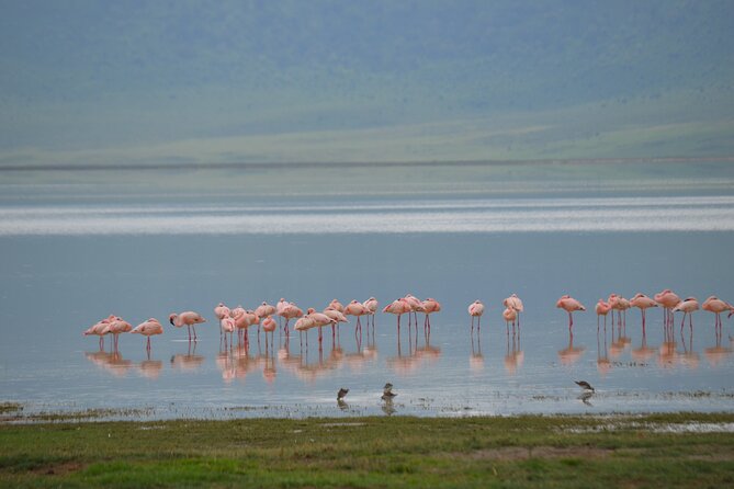 4 days serengeti & ngorongoro mid range tour - Lodging and Meals: Where Comfort Shows Up