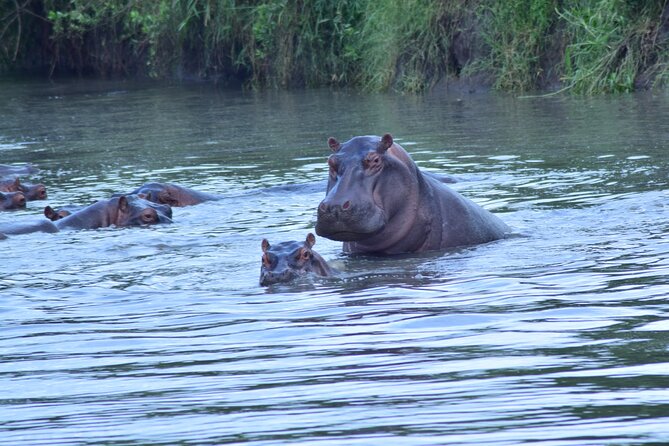 4 Days Tanzania Budget Group Join Safari- Serengeti & Ngorongoro - Day 1 In Serengeti National Park: First Game Drive, First Big Moments