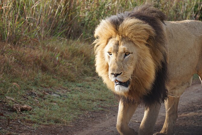 4 Days Tanzania Budget Group Join Safari- Serengeti & Ngorongoro - Day 2 Full Day Serengeti: Migration Country Energy